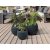 YUCA- SET 3 PLANTERS-BLACK